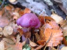 Cortinarius magellanicus